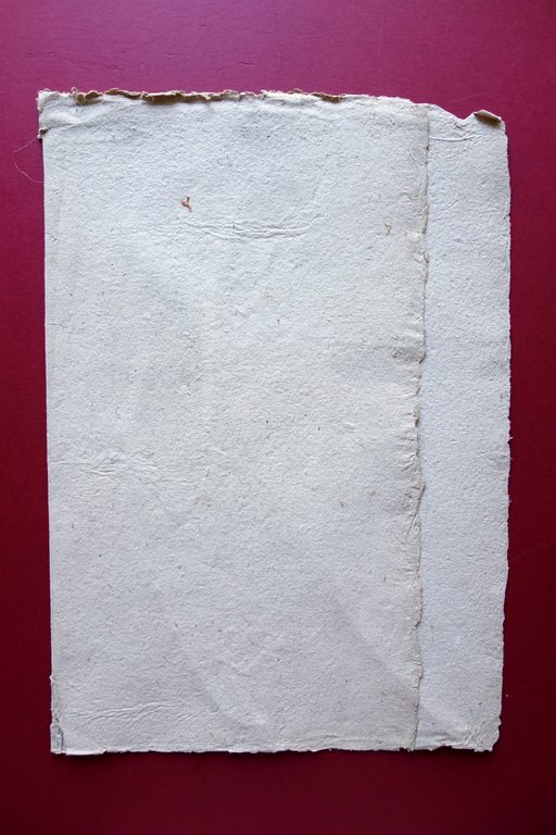 Erbario Antico Pagina Piante Canna d'India Chenopodium Multifidum Met‡ '800 | Immagine Gallery 2