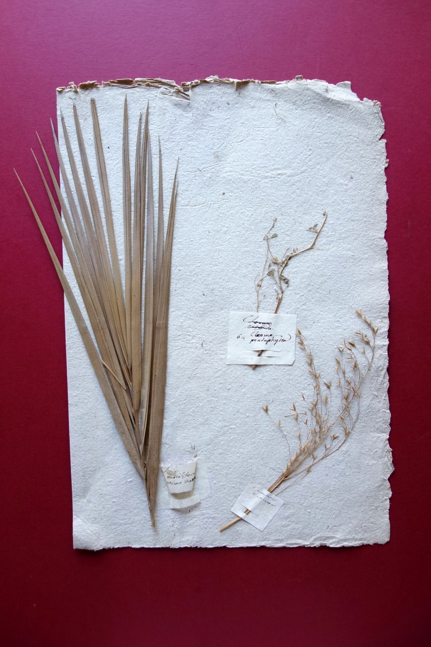 Erbario Antico Pagina Piante Palma da Datteri Cleone Pentaphylla Met‡ … | Immagine principale