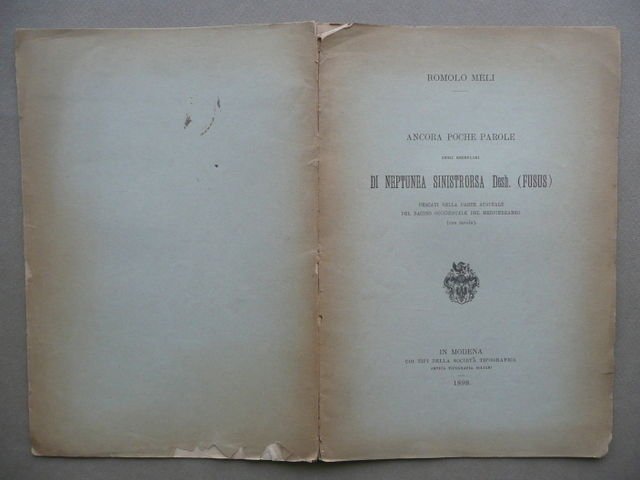 Esemplari Di Neptunea Sinistrorsa Mediterraneo Occidentale Meli Geologia 1898