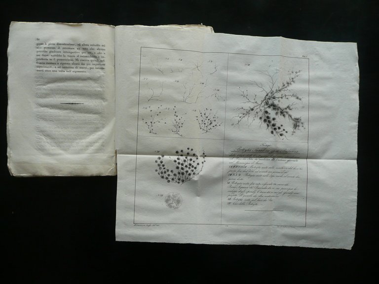 Esperienze Due Metodi Cura Malattia del Calcino Bachi da Seta …