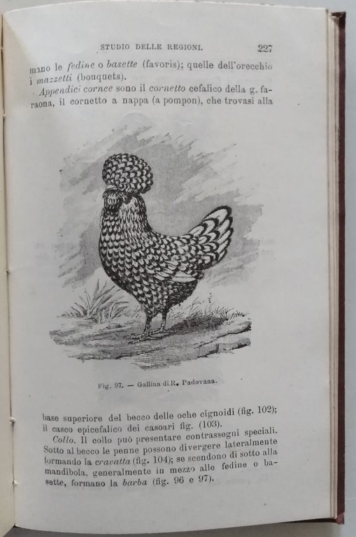 Ezio Marchi Ornitotecnia Volume 1 Casa Editrice Vallardi 1899