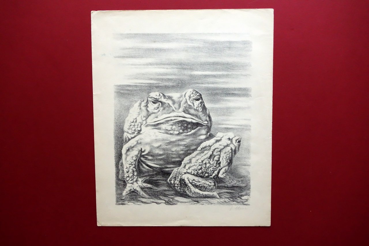 Fabrizio Clerici The Frogs Le Rane Litografia Originale Firmata Anni … | Immagine principale
