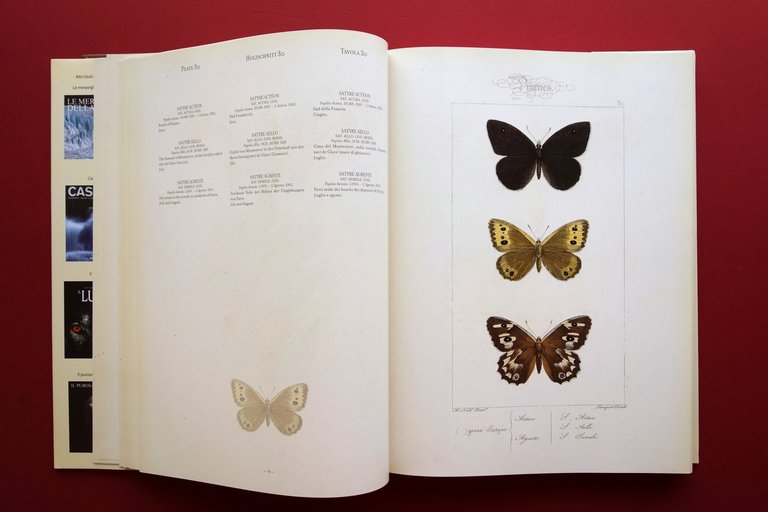 Farfalle H. Lucas Lepidopteres d'Europe Exotiques 1832-35 Anastatica Logos 2011