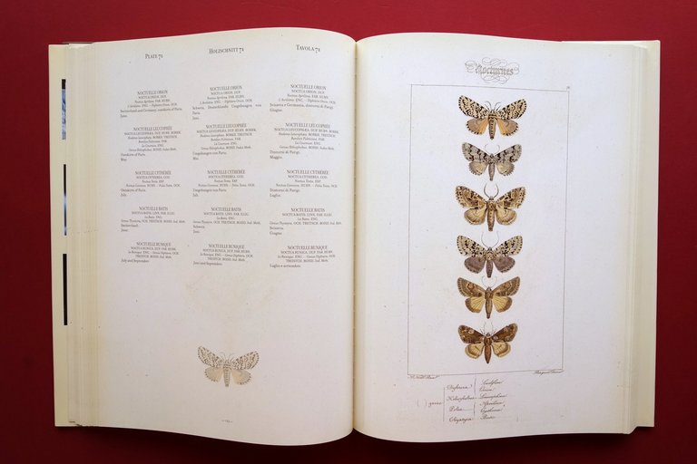 Farfalle H. Lucas Lepidopteres d'Europe Exotiques 1832-35 Anastatica Logos 2011