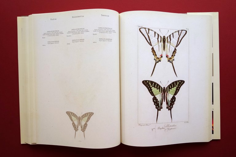 Farfalle H. Lucas Lepidopteres d'Europe Exotiques 1832-35 Anastatica Logos 2011