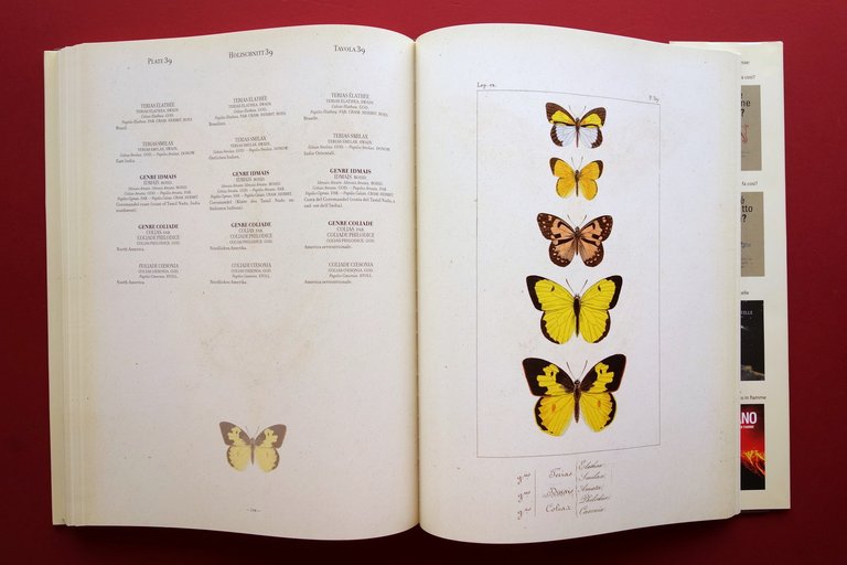 Farfalle H. Lucas Lepidopteres d'Europe Exotiques 1832-35 Anastatica Logos 2011