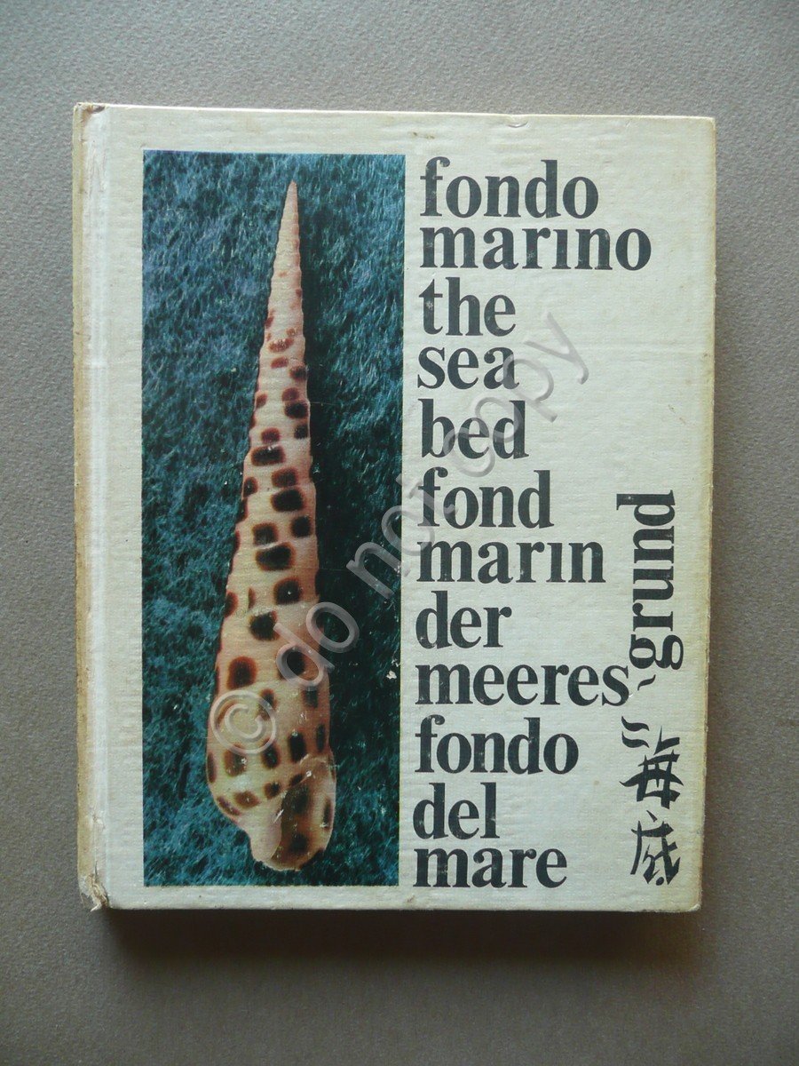 Fondo Marino Paulino Coma Vidal Mare Conchiglie 1968 Scheelita-Daco Malacologia