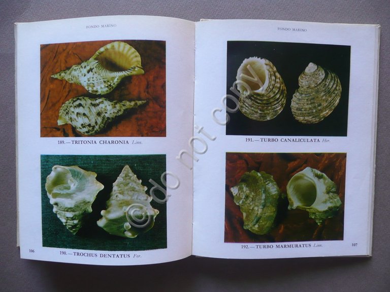 Fondo Marino Paulino Coma Vidal Mare Conchiglie 1968 Scheelita-Daco Malacologia