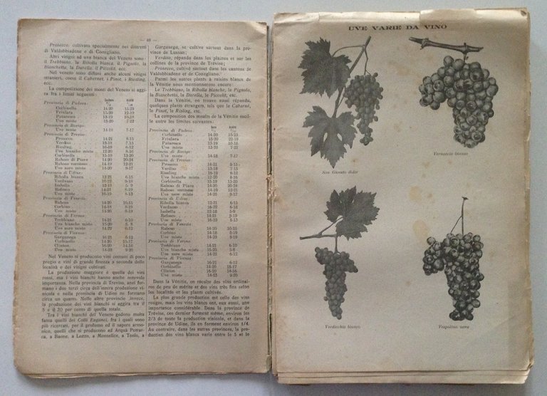 Francesco Carpentieri I Vini Italiani Le Uve da Tavola Annuario …