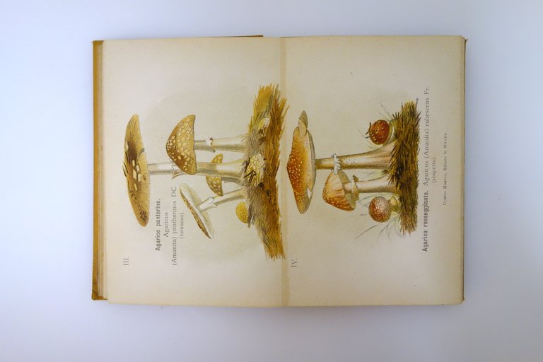 Funghi Mangerecci e Velenosi F. Cavara Hoepli Mi. 1897 1 …