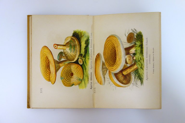 Funghi Mangerecci e Velenosi F. Cavara Hoepli Mi. 1897 1 …