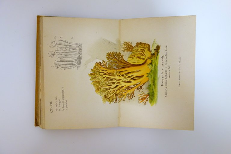 Funghi Mangerecci e Velenosi F. Cavara Hoepli Mi. 1897 1 …