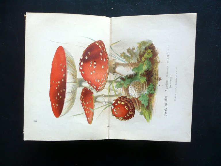Funghi Mangerecci e Velenosi F. Cavara Hoepli Mi. 1897 1 …
