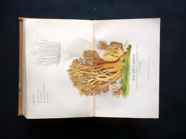 Funghi Mangerecci e Velenosi F. Cavara Hoepli Mi. 1897 1 …