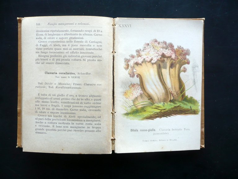 Funghi Mangerecci e Velenosi F. Cavara Hoepli Mi. 1897 1 …