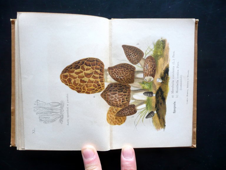 Funghi Mangerecci e Velenosi F. Cavara Hoepli Mi. 1897 1 …