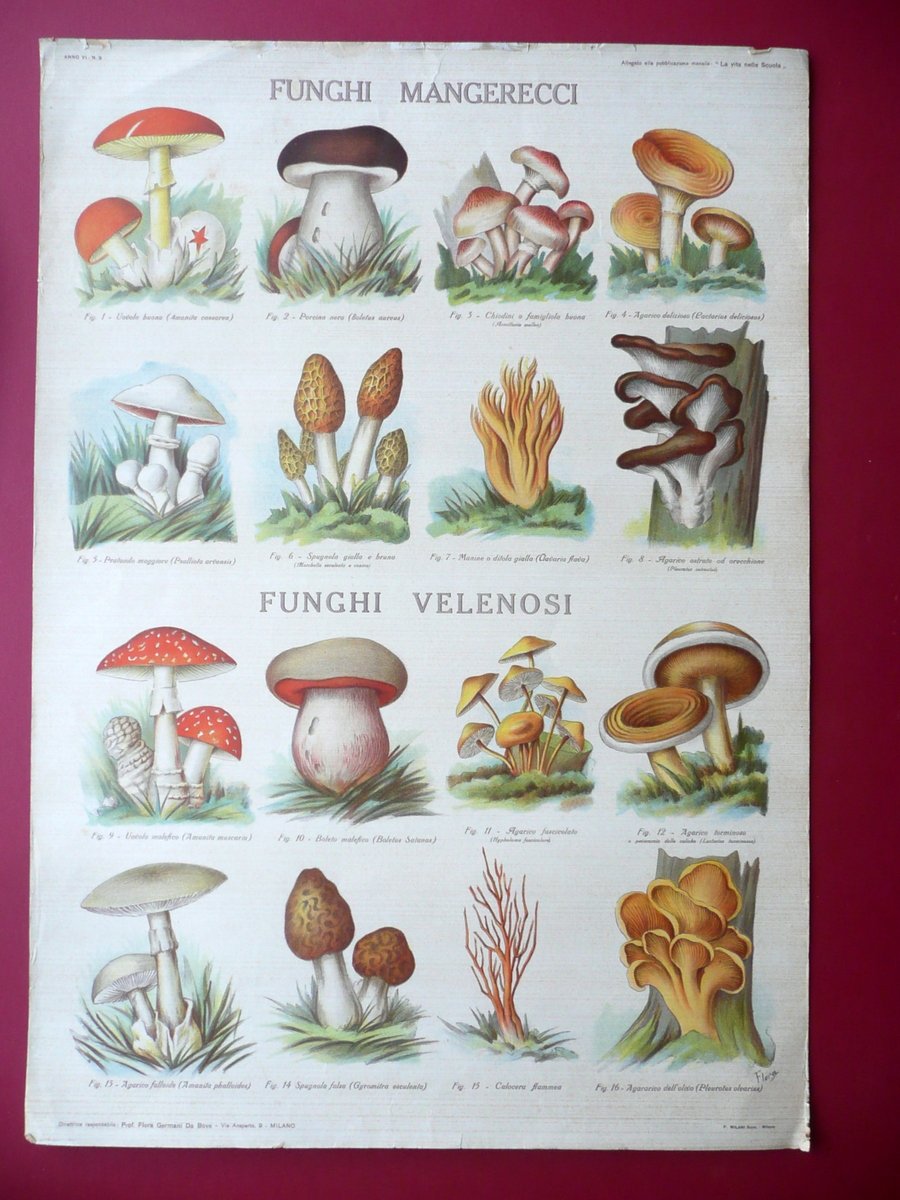 Funghi Mangerecci Velenosi Grande Manifesto a Colori Scuola Flora Milano …