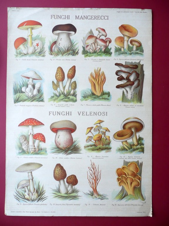 Funghi Mangerecci Velenosi Grande Manifesto a Colori Scuola Flora Milano … | Immagine Gallery 1