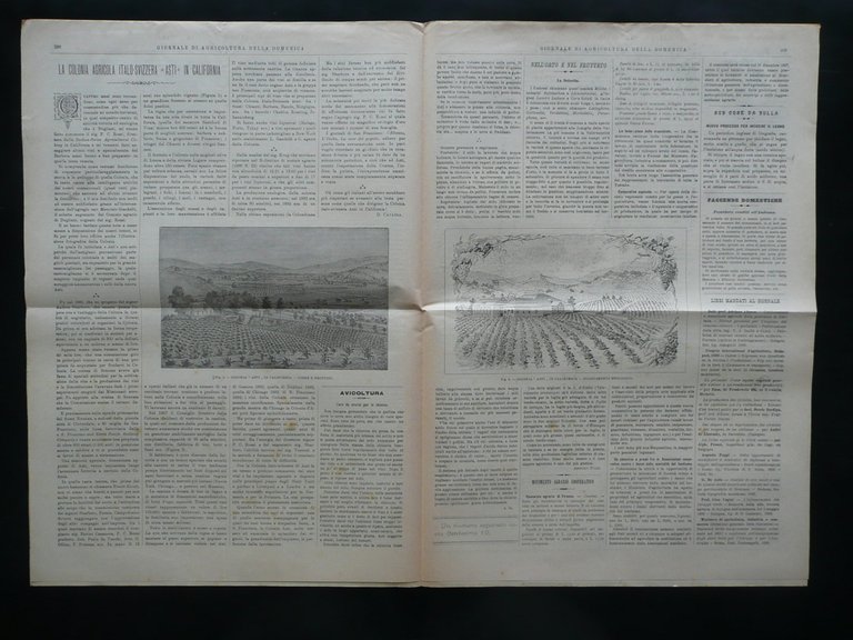 Giornale di Agricoltura della Domenica 1896 Colonia Agricola Asti in …