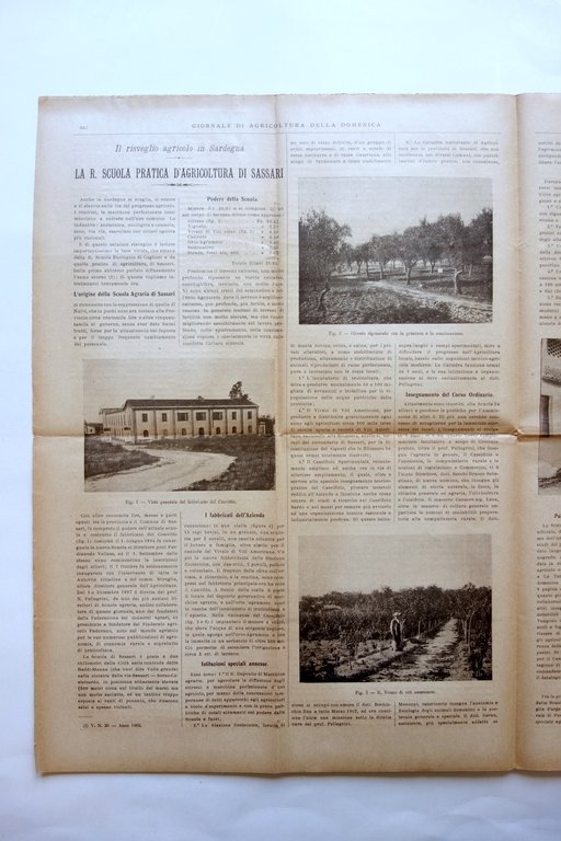 Giornale di Agricoltura della Domenica 1903 Sardegna Scuola Agricoltura Sassari
