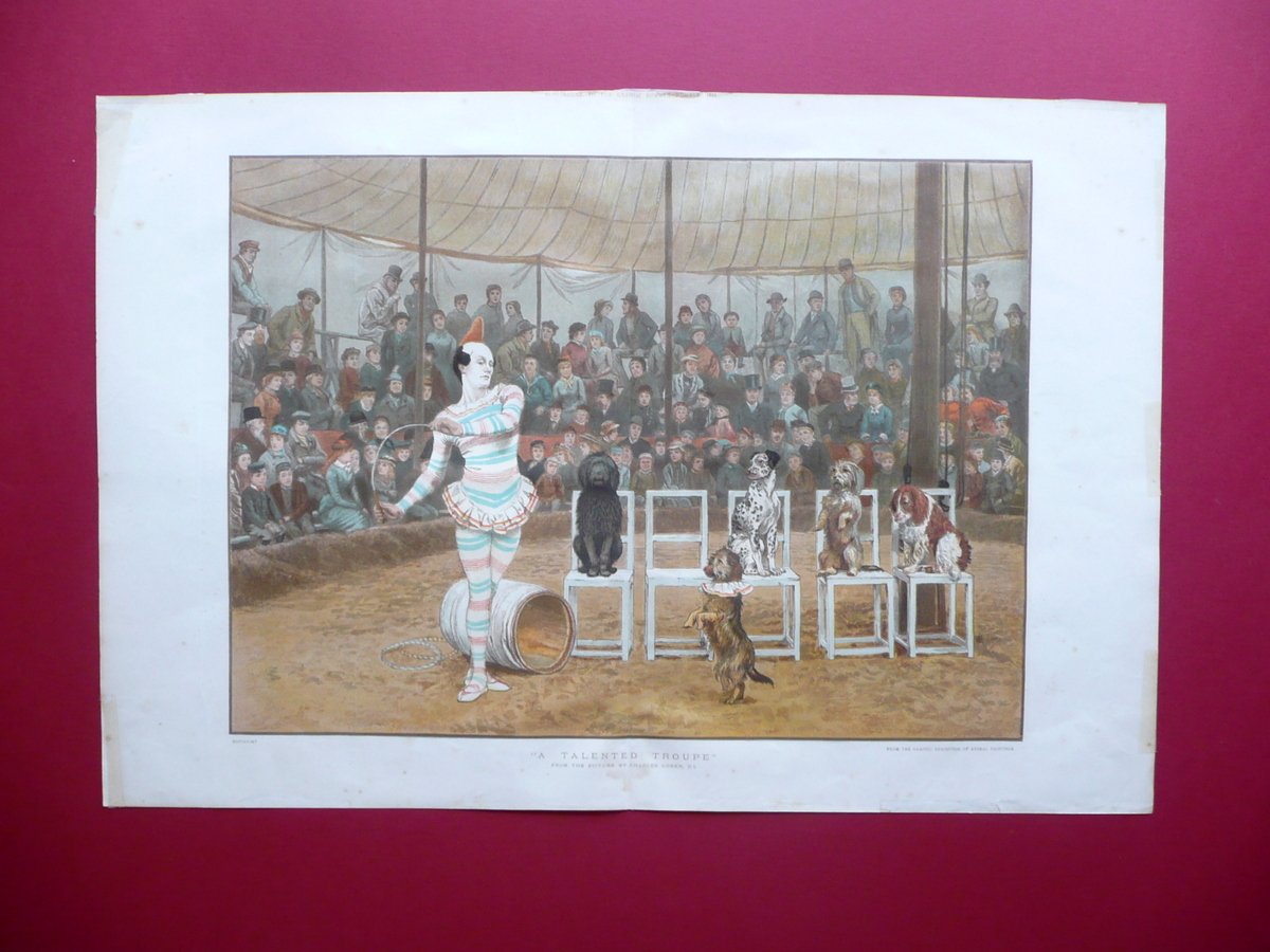 Grande Cromolitografia A Talented Troupe Circo Spettacolo Cani Animali 1886