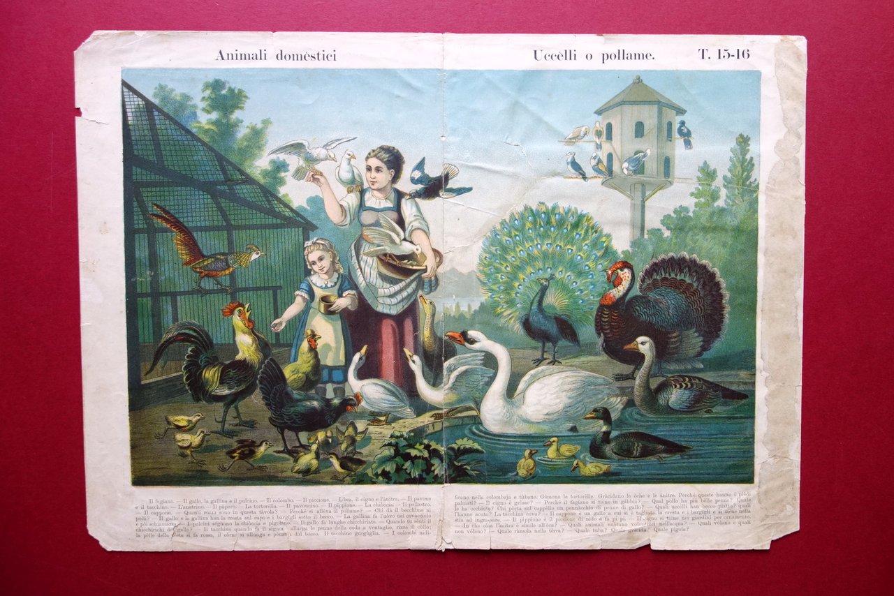 Grande Cromolitografia Animali Domestici Uccelli o Pollame Primo Novecento | Immagine principale
