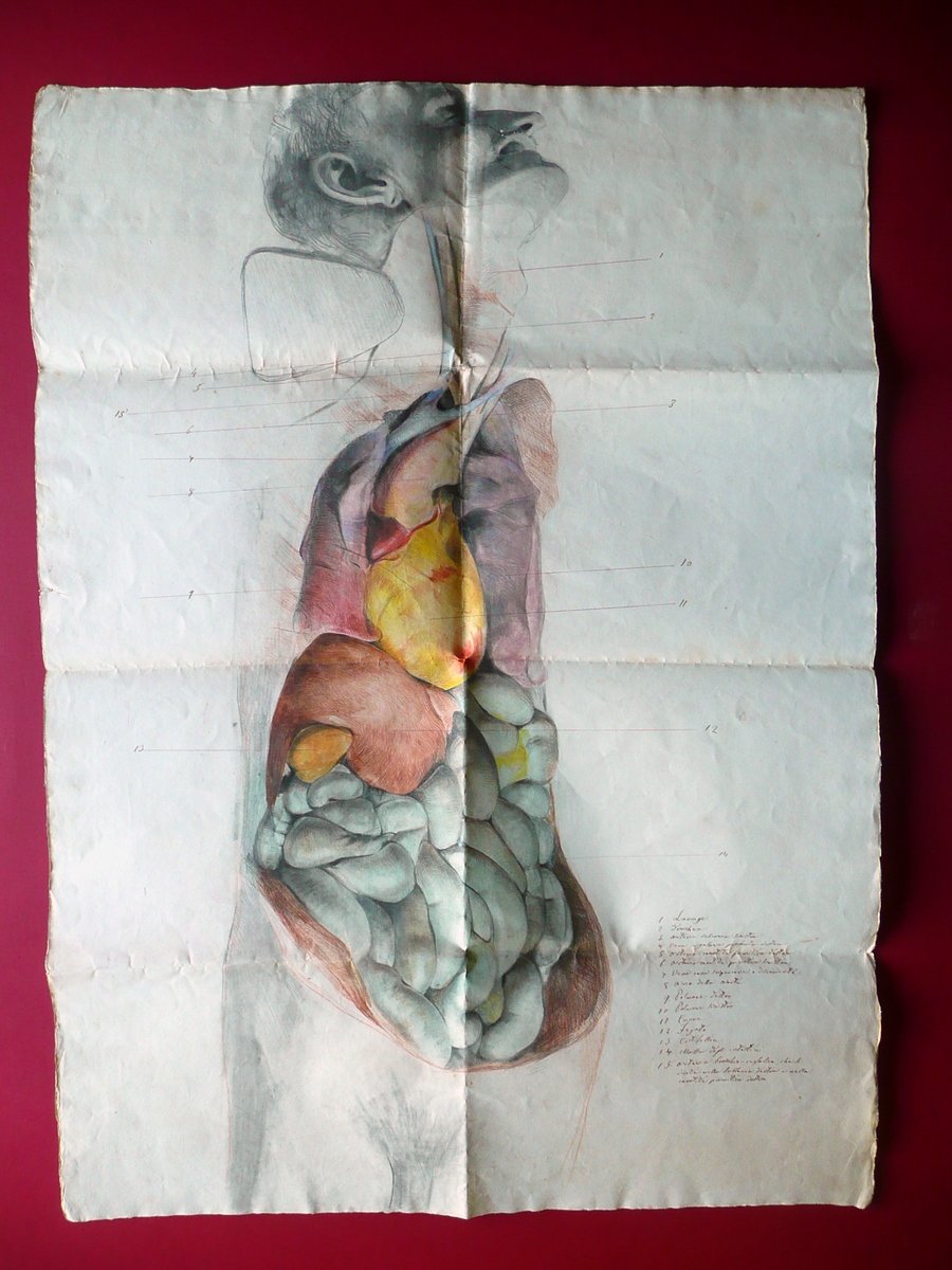 Grande Disegno Anatomico Acquarellato Met‡ '800 Anatomia Medicina