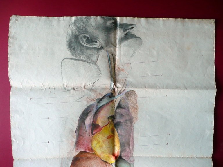 Grande Disegno Anatomico Acquarellato Met‡ '800 Anatomia Medicina