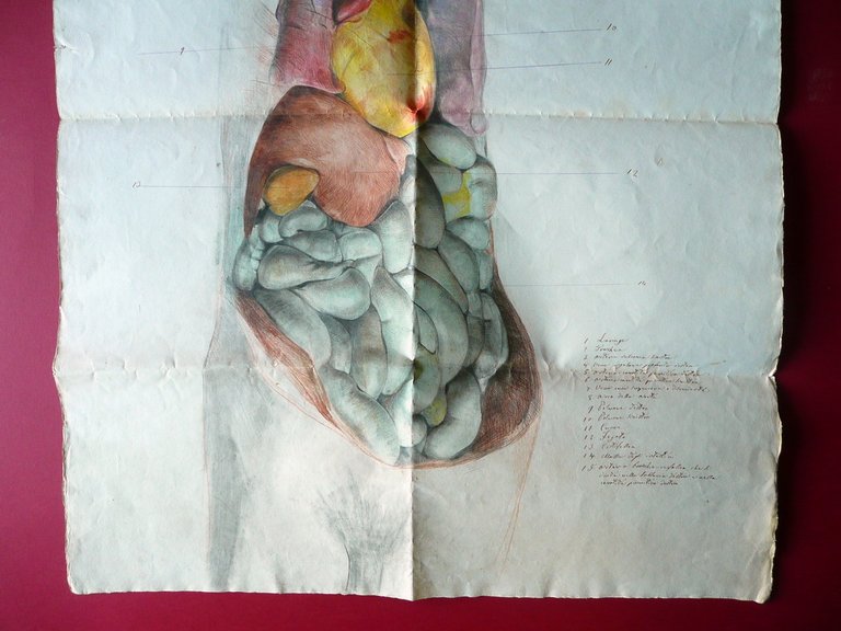 Grande Disegno Anatomico Acquarellato Met‡ '800 Anatomia Medicina