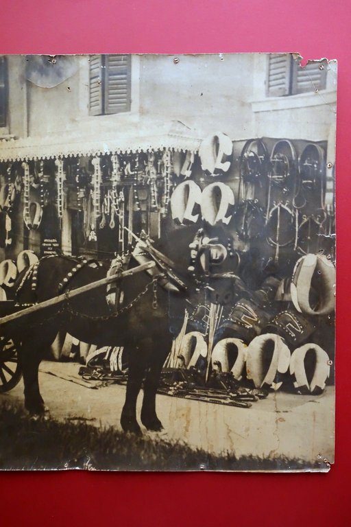 Grande Fotografia d'Epoca Pietro Arcelli Modena Selleria Cavalli Mascalcia '900 | Immagine Gallery 3
