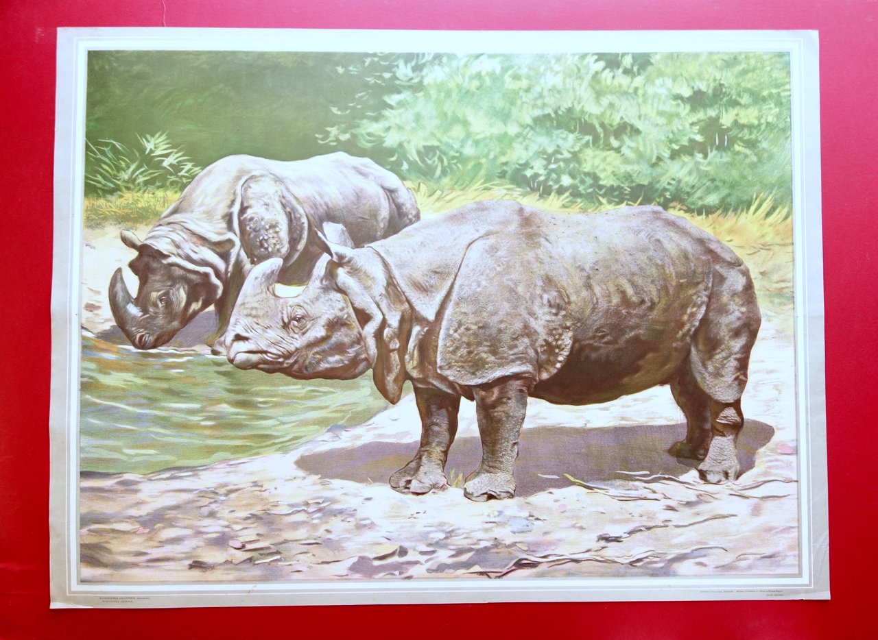 Grande Manifesto Cromolitografia Rinoceronte Animali Vallardi Primo '900