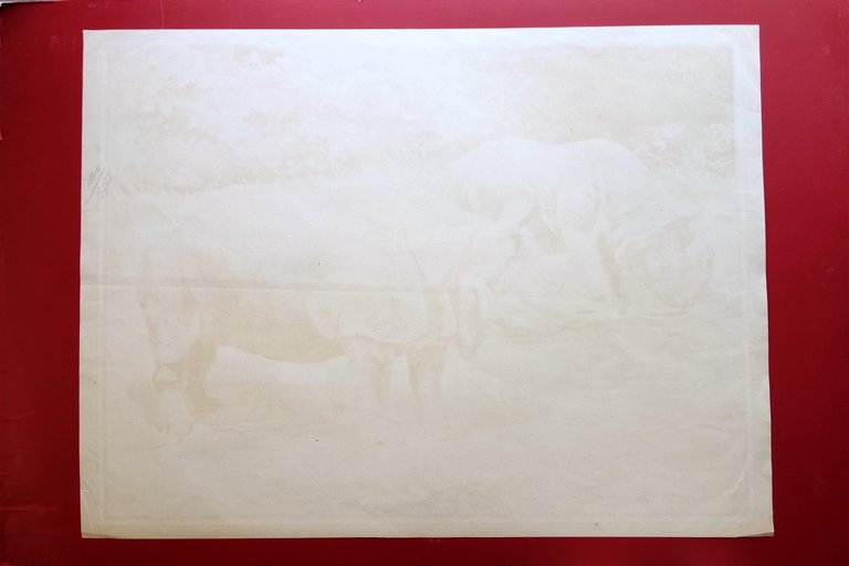 Grande Manifesto Cromolitografia Rinoceronte Animali Vallardi Primo '900