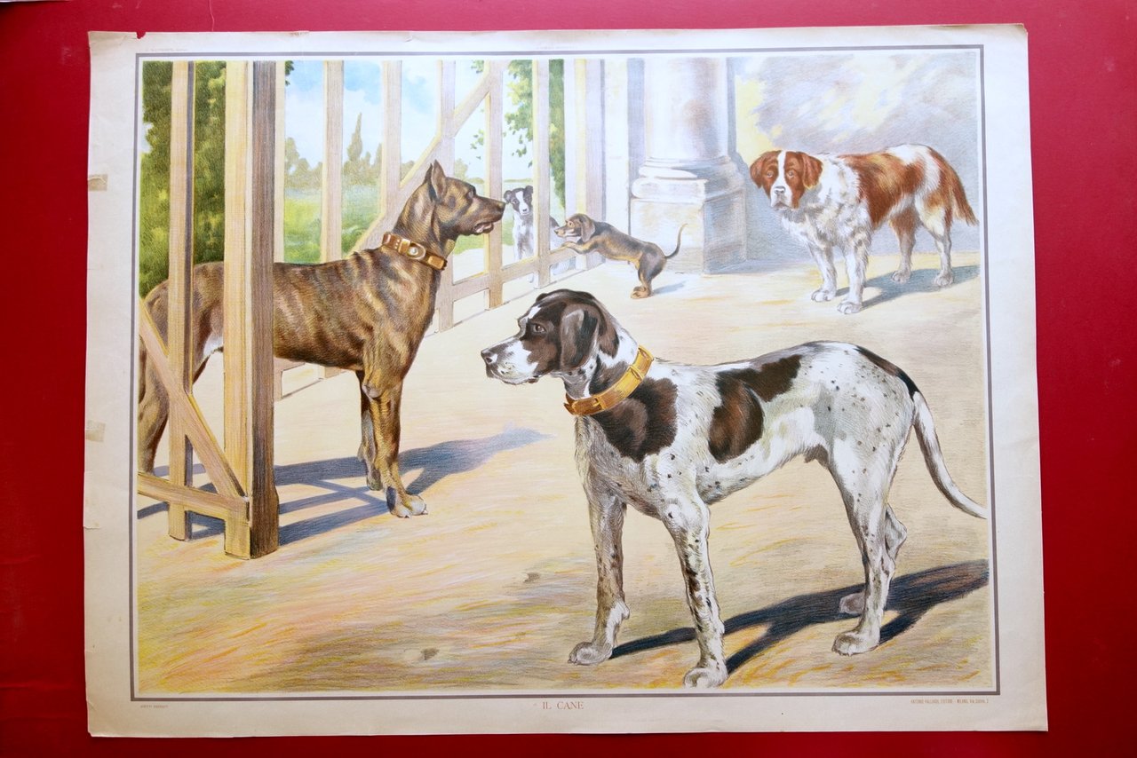 Grande Tavola Cromolitografia Il Cane Matteotti Animali Vallardi Primo '900