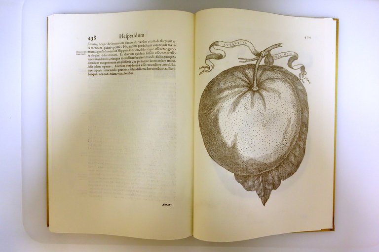 Hesperides Sive de Malorum Aureorum Cultura et Usu Ferrari 1646 …