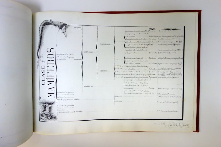 Historia Natural Jose Coll Y Bacardi Barcelona 1894-95 Album Manoscritto …