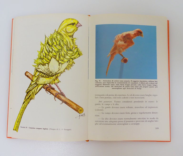 I CANARINI ARRICCIATI BASEGGIO LOMBARDINI EDAGRICOLE 1974 OTTIMO | Immagine Gallery 4