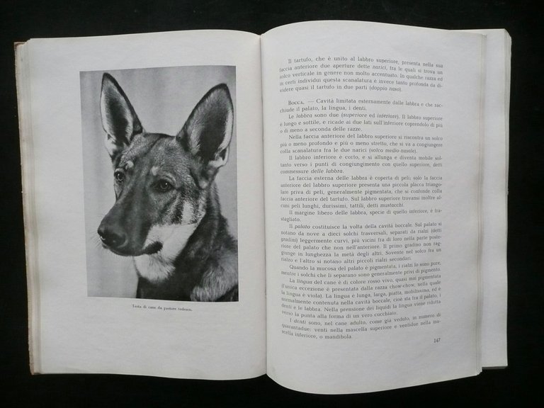 Il Cane Riproduzione Allevamento Cinofilia E. Tron Hoepli Milano 1954 …