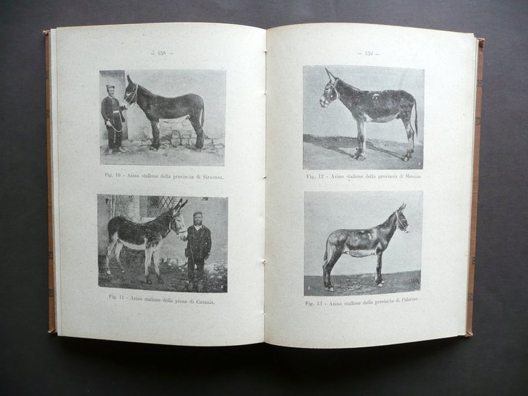 Il Mulo e la Produzione Mulattiera in Italia F. Tucci …