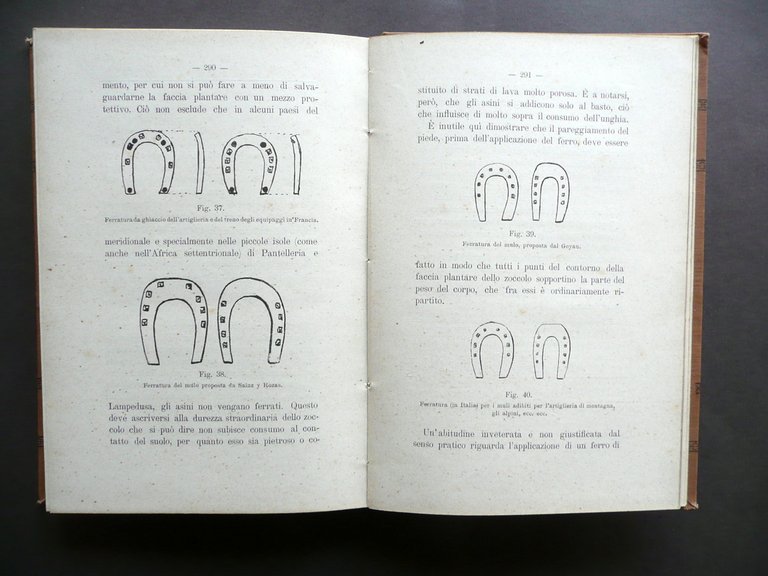 Il Mulo e la Produzione Mulattiera in Italia F. Tucci …