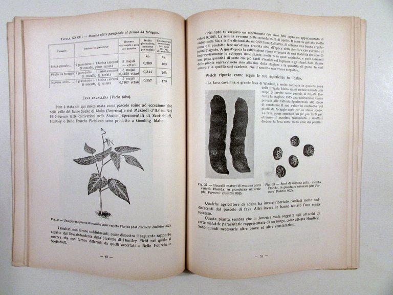 Il Pascolo e il Foraggiamento Verde Alimentazione del Maiale I. … | Immagine Gallery 3