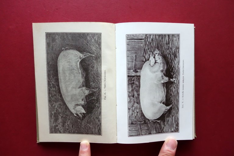 Il Porco Razze Allevamento Industrie F. Faelli Hoepli Milano 1911 … | Immagine Gallery 4