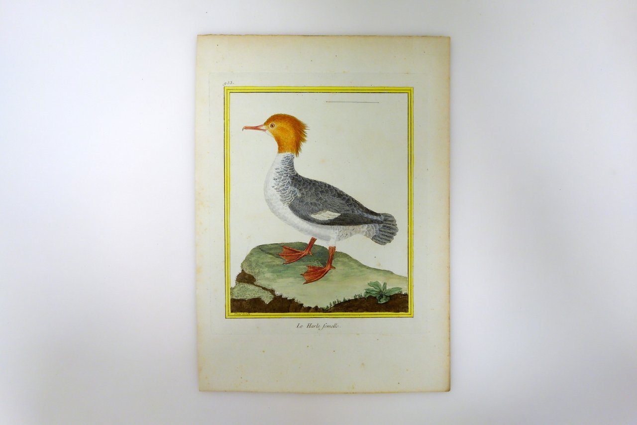 Incisione Martinet Buffon Histoire Naturelle Oiseaux Le Harle Femelle '700 | Immagine principale