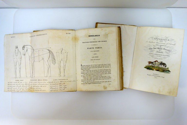 Ippologia Trattato Universale de'Cavalli Gazzola Batelli 1842 Tavole a Colori | Immagine Gallery 2