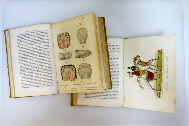 Ippologia Trattato Universale de'Cavalli Gazzola Batelli 1842 Tavole a Colori | Immagine Gallery 5