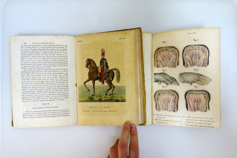 Ippologia Trattato Universale de'Cavalli Gazzola Batelli 1842 Tavole a Colori | Immagine Gallery 6