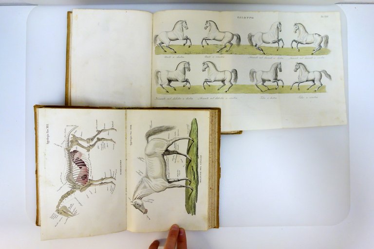 Ippologia Trattato Universale de'Cavalli Gazzola Batelli 1842 Tavole a Colori | Immagine Gallery 7
