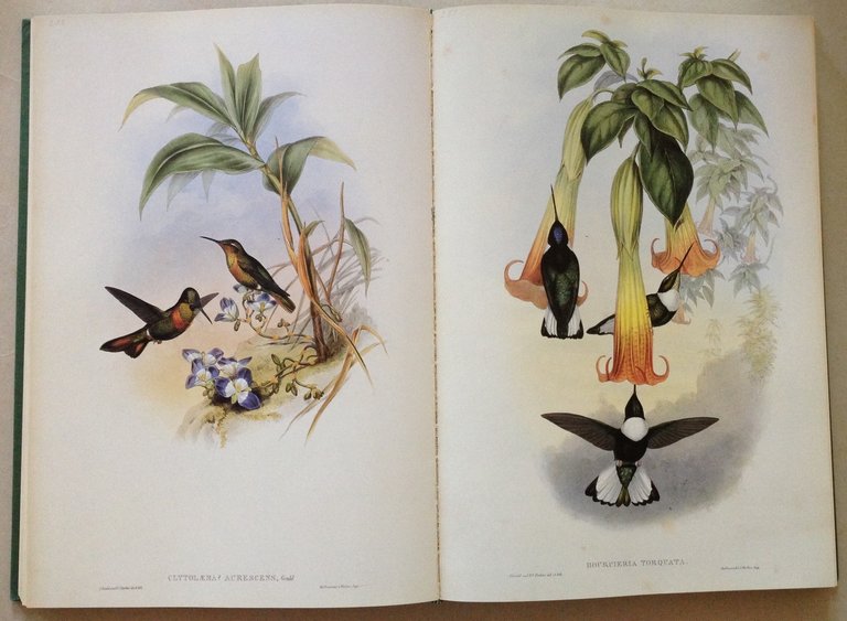 J. Gould's Hummingbirds Wellfleet Press Wordsworth Editions Ltd 1990