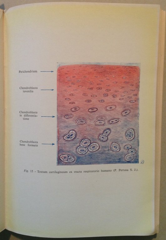 J. Pujiula SJ De Medicina Pastorali Marietti Editori 1952