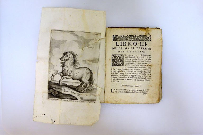 L'Arte di Conoscere e Distinguere le Qualità dei Cavalli Garzoni … | Immagine Gallery 6