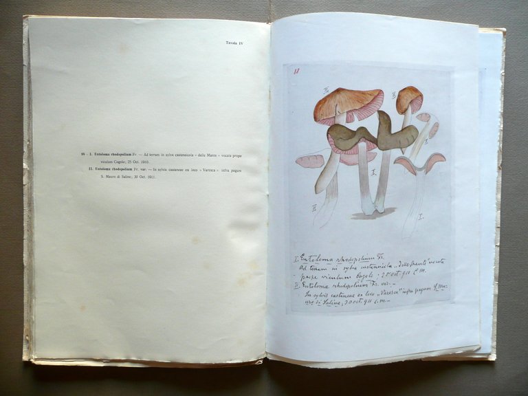 L'Opera Botanica del Prof. Caro Massalongo Tipografica Veronese 1929 Tregnago